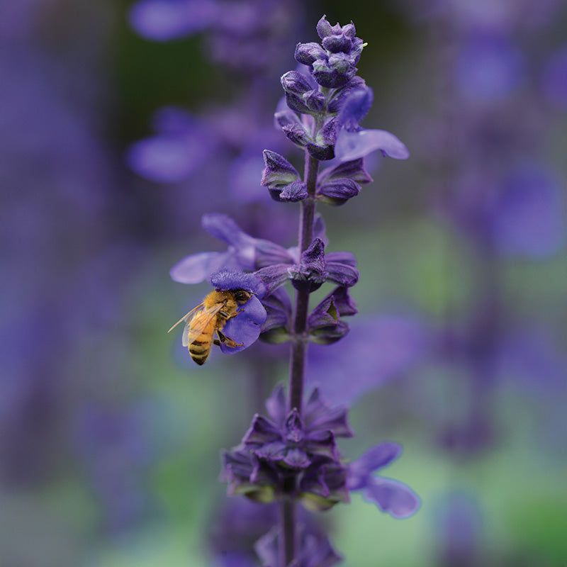 Salvia (Hardy Perennial Types)