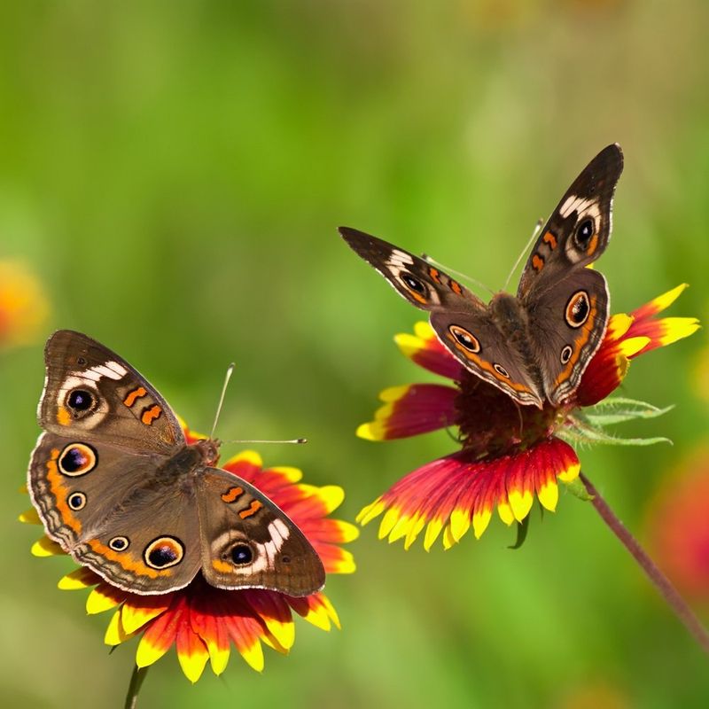 Blanket Flower Gaillardia For Long Blooming Garden Color