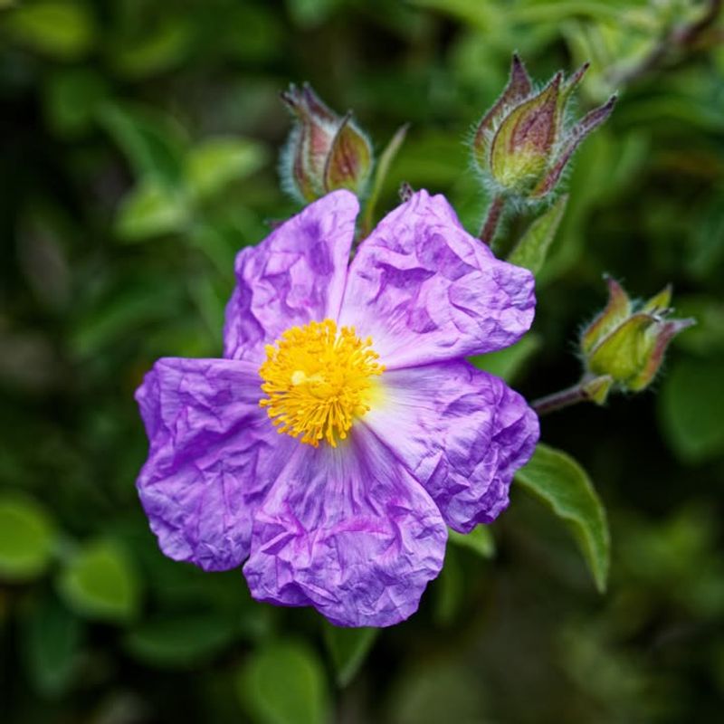 Rockrose (Cistus)