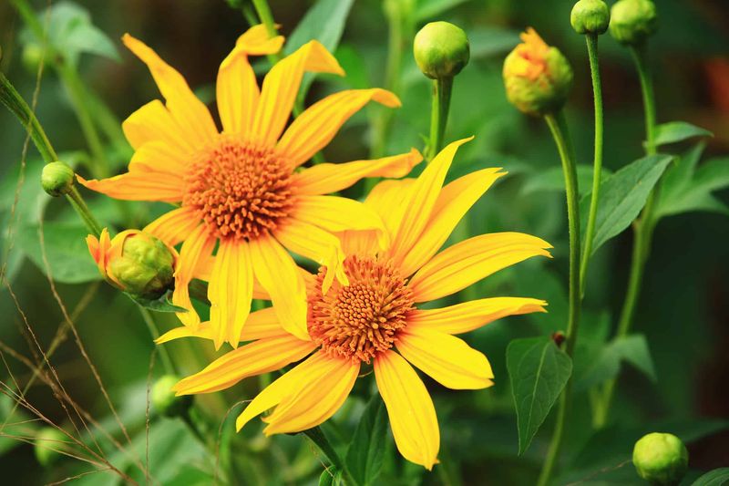 Beach Sunflower Thrives When Others Wilt