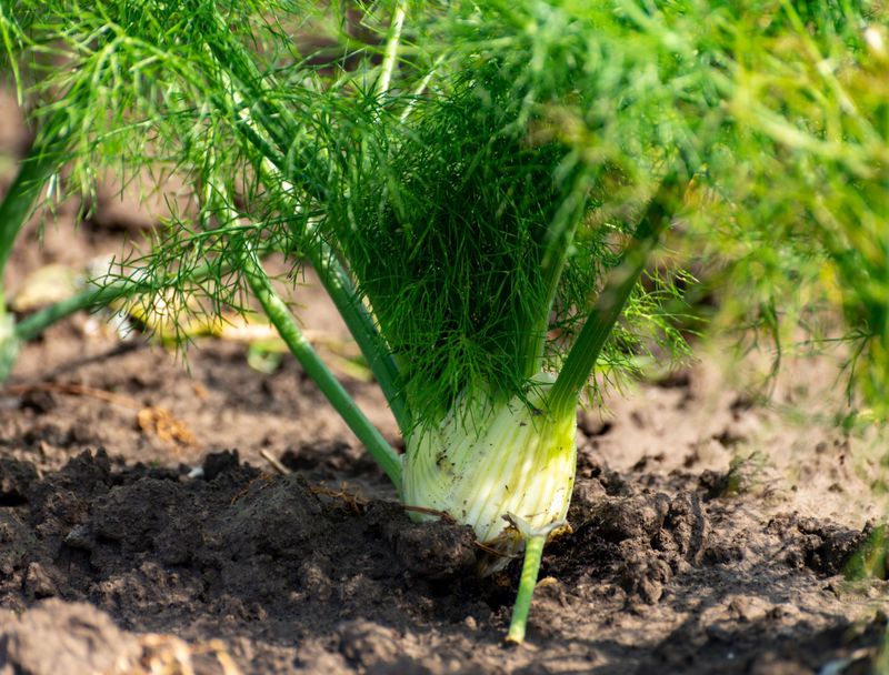 Fennel Releases Chemicals