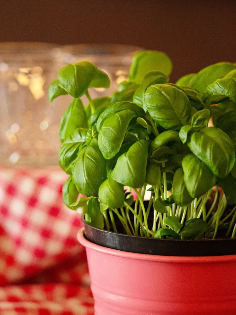 Basil Cannot Tolerate Frost At All