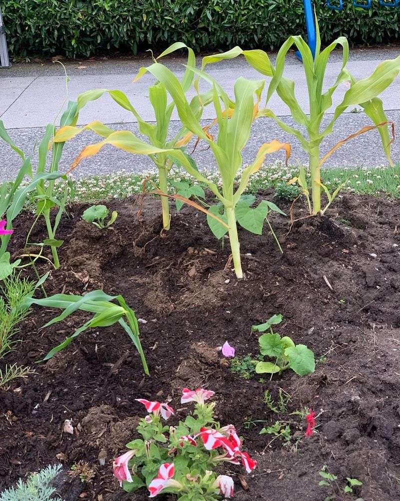 Beans Fix Nitrogen In Soil