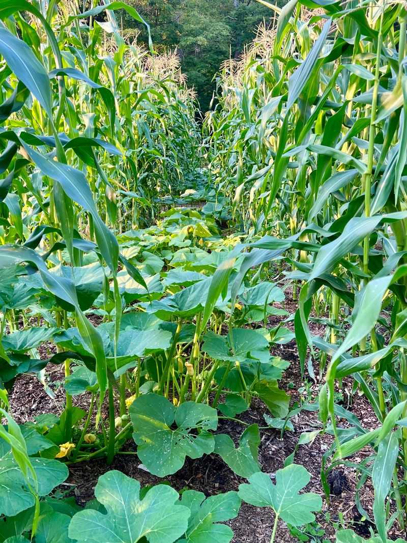 Beans Enrich Soil With Nitrogen