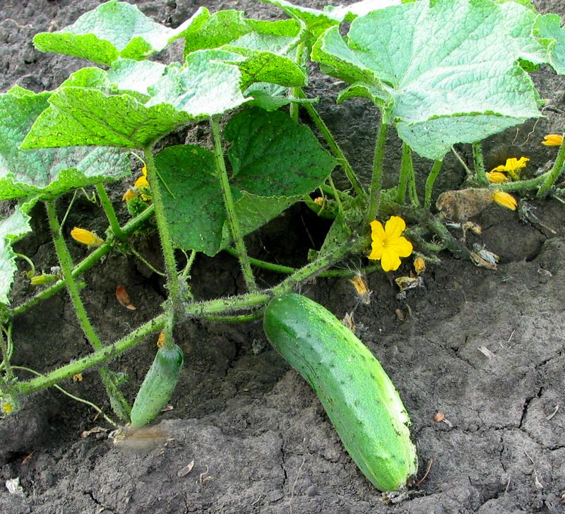 Cucumber (Cucumis Sativus)