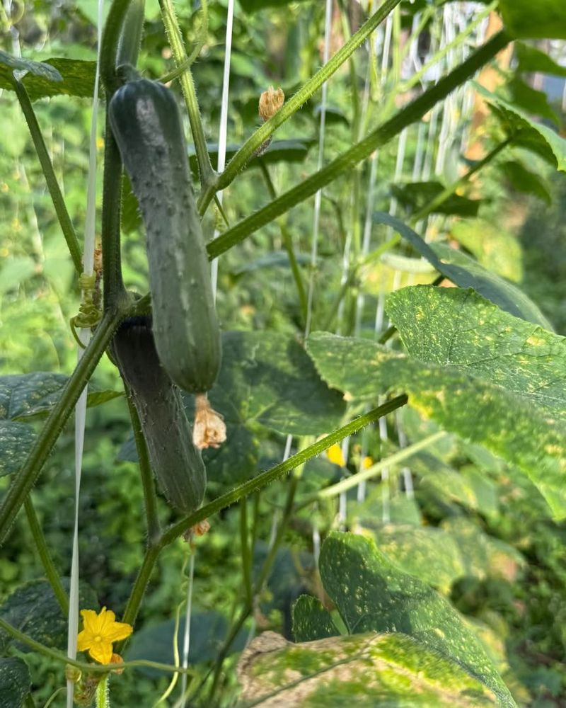 Cucumber (Cucumis Sativus)