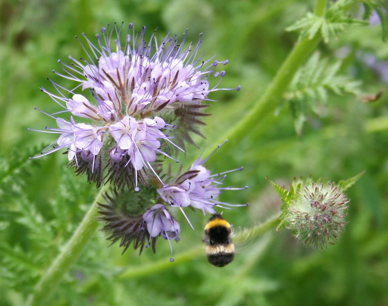Phacelia (Phacelia tanacetifolia)