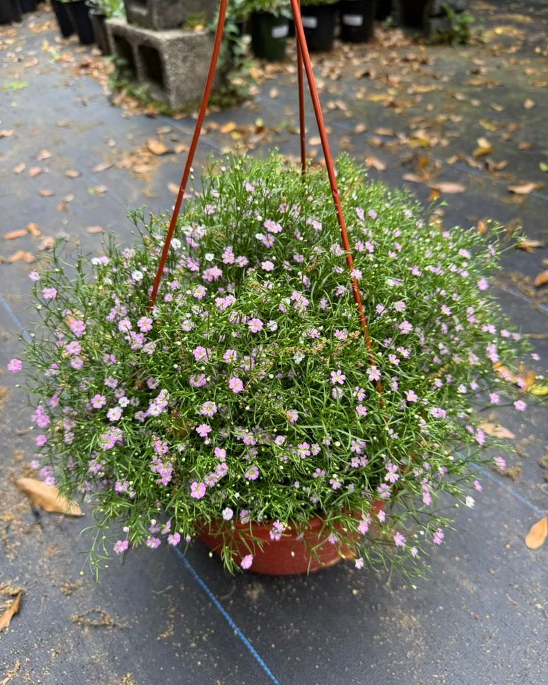 Baby’s Breath Whispering Delicate Beauty