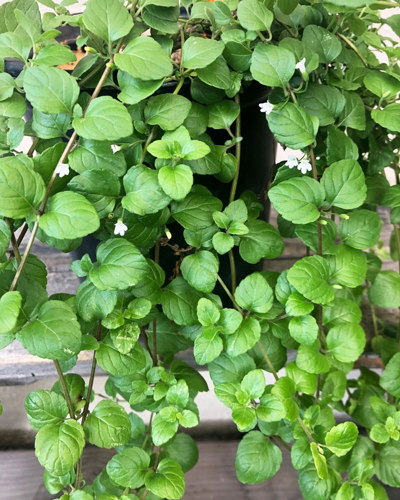 Native Yerba Buena (Clinopodium douglasii)
