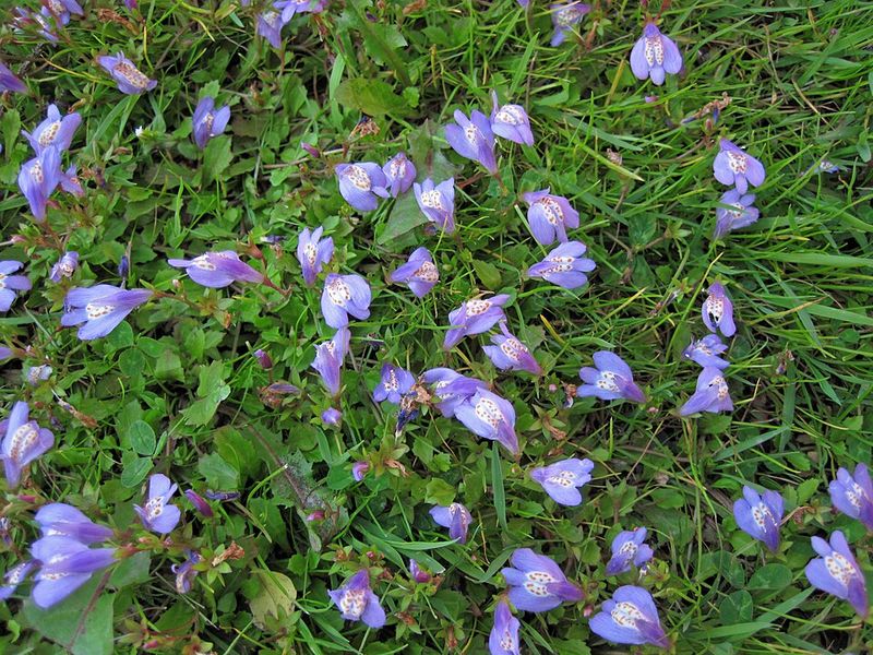 Mazus (Mazus reptans)