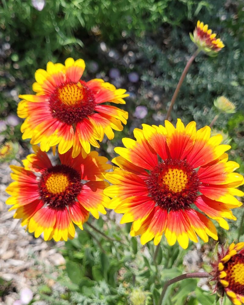 Blanket Flower (Gaillardia)