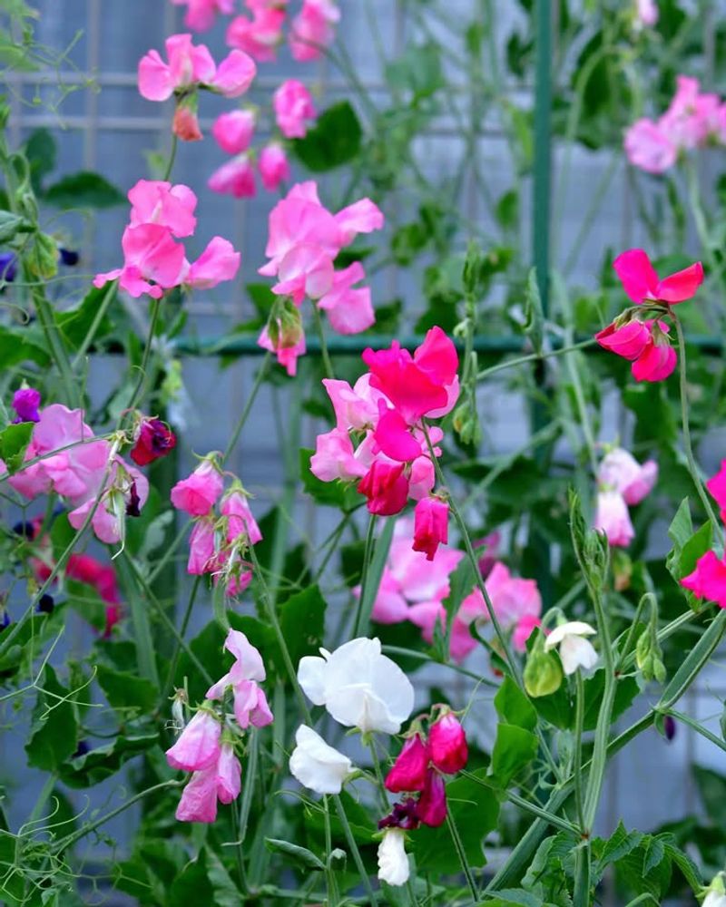 Sweet Peas