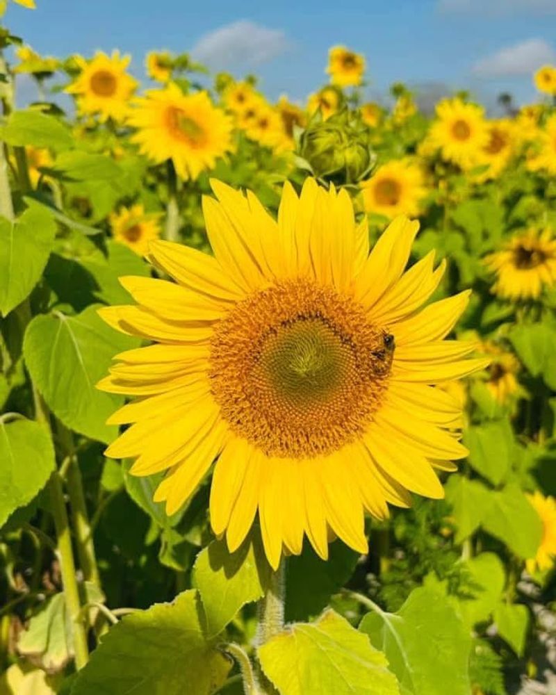 Sunflower (Helianthus annuus)