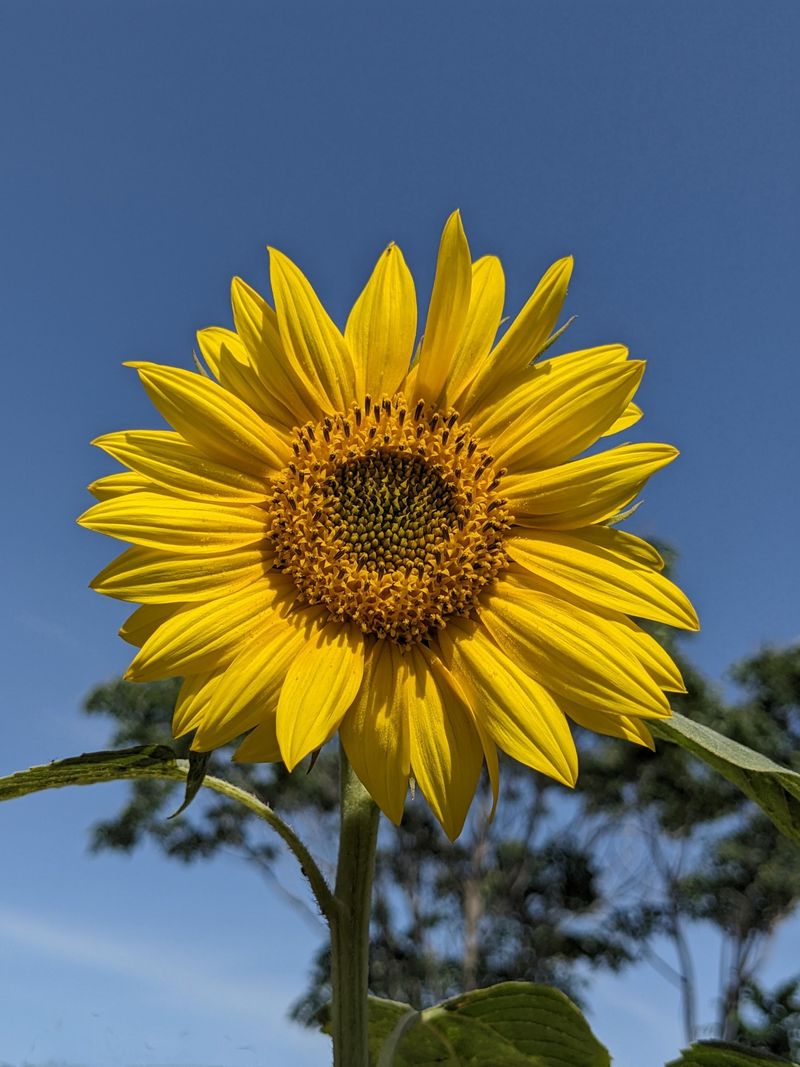 Sunflower (Helianthus annuus)
