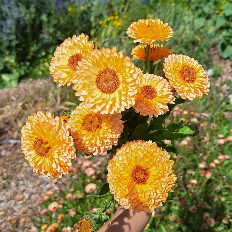 Calendula Adds Rich Orange Tones During Cooler Growing Months