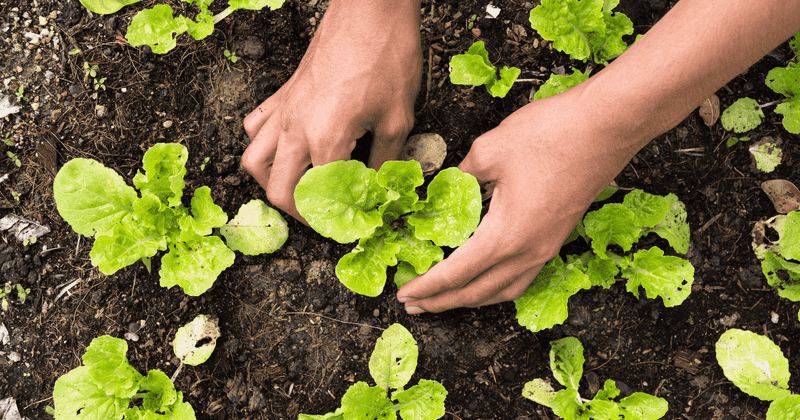 Seasonal Soil Temperature Regulation