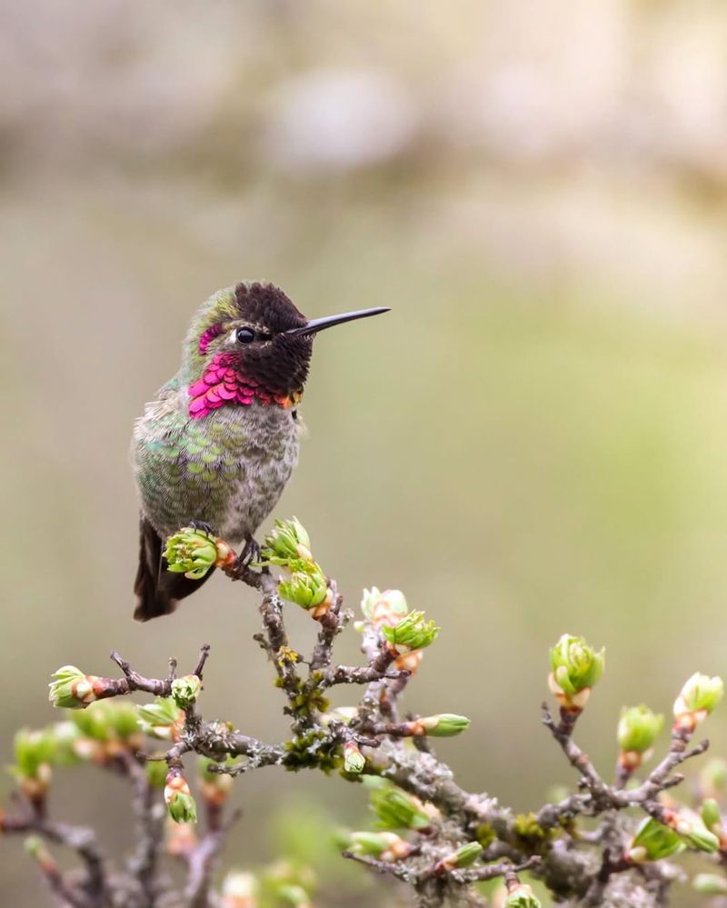 Calliope Hummingbird (Selasphorus calliope)