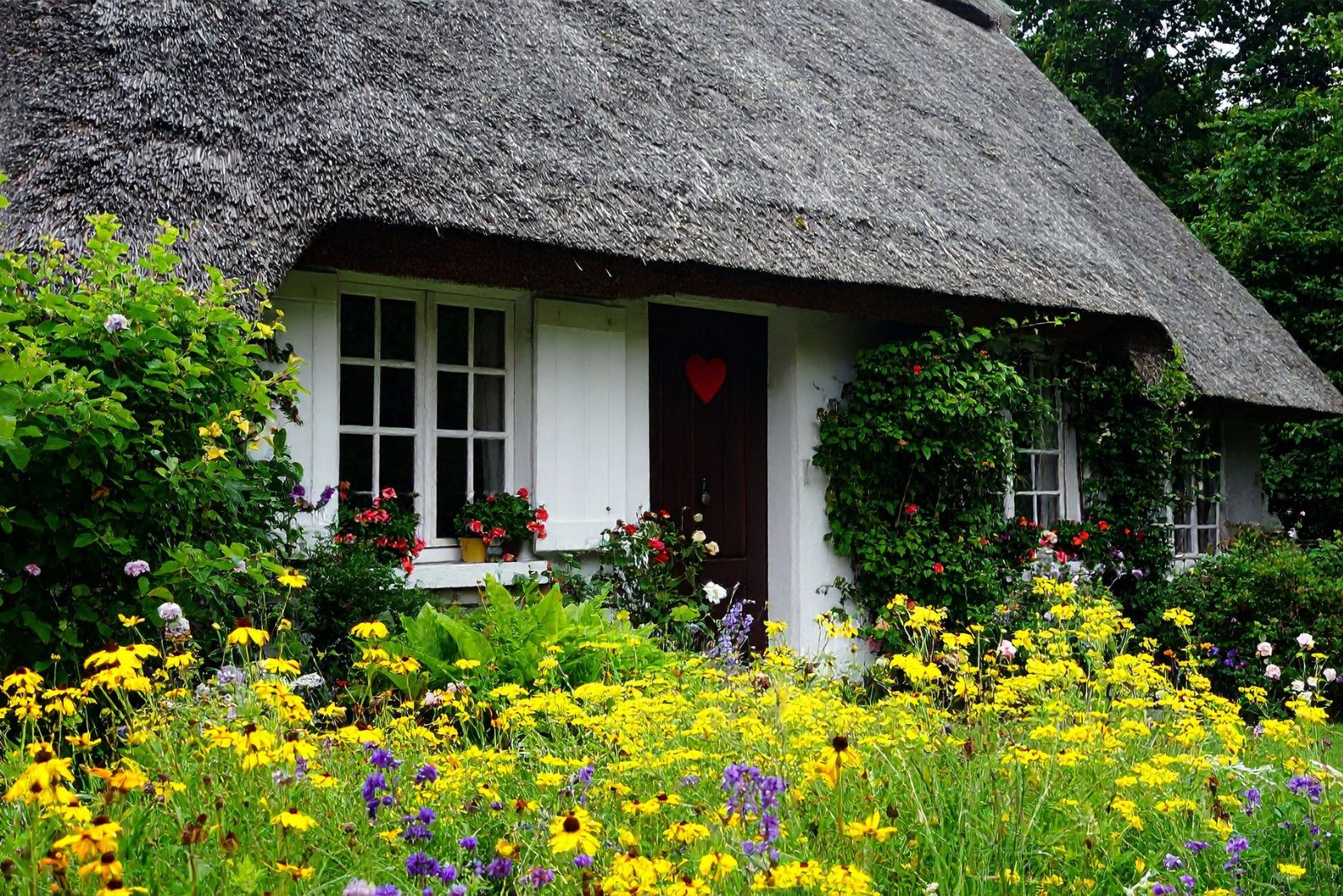 cottage garden flowers