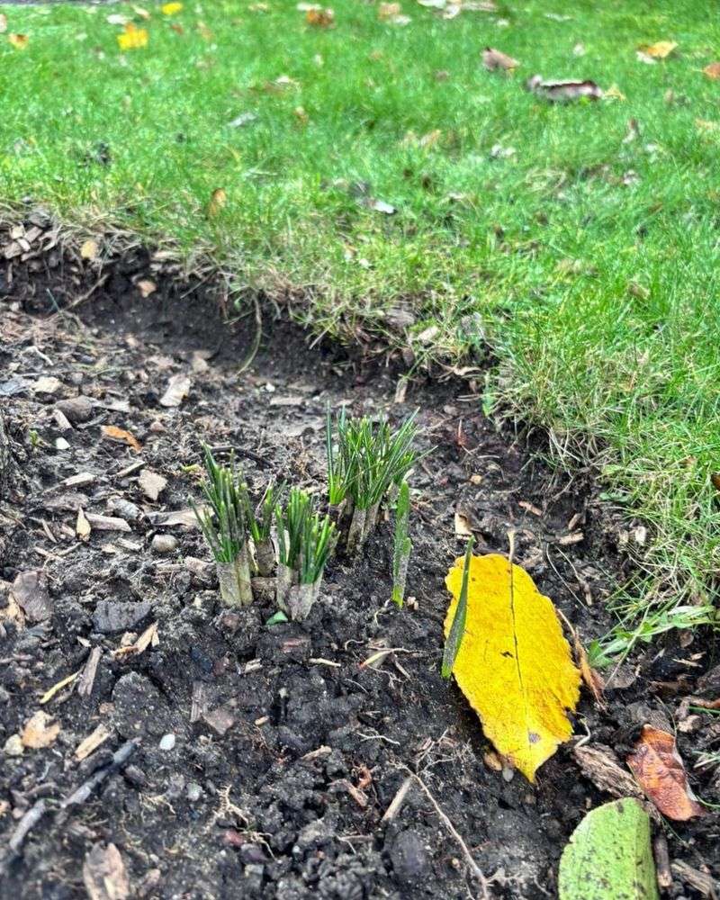 Keep Frost Touched Leaves In Place