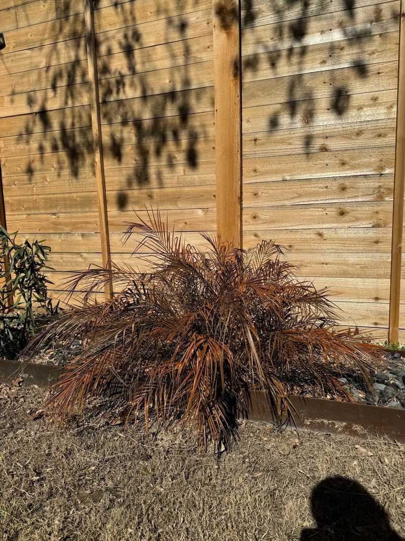 Do Not Prune Until Warm Weather Returns