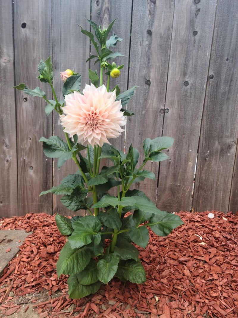 Apply Thick Mulch Around The Base