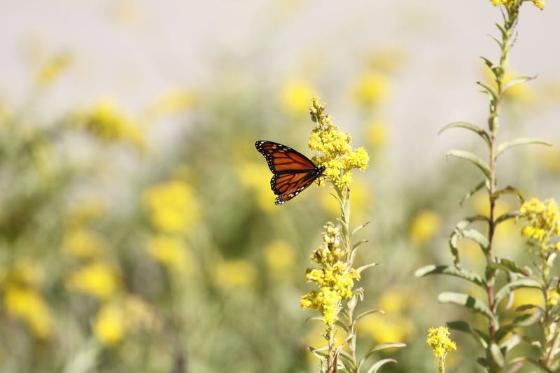 California Goldenrod (Solidago californica)