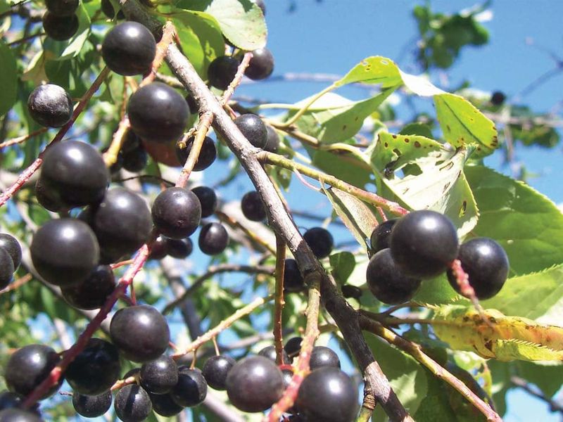 Chokecherry Attracts Protein Rich Insects