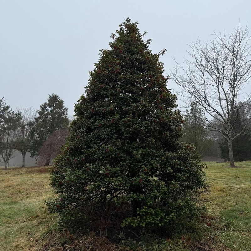 American Holly That Keeps Birds Fed Through Winter
