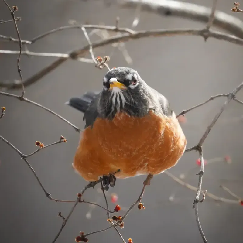 Turn Your Ohio Garden Into a Year-Round Robin Haven