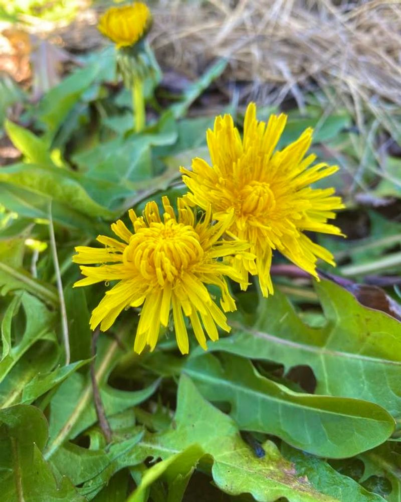 Dandelion