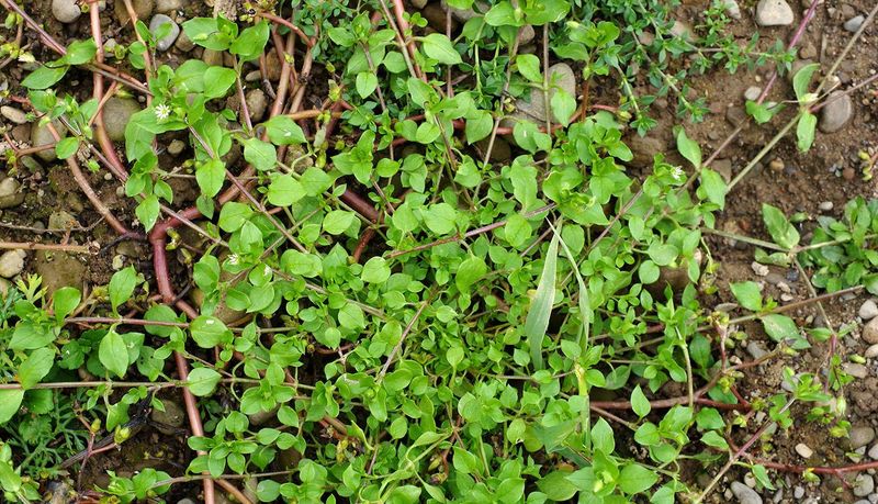 Chickweed Forms Thick Mats In Cool Spring Soil