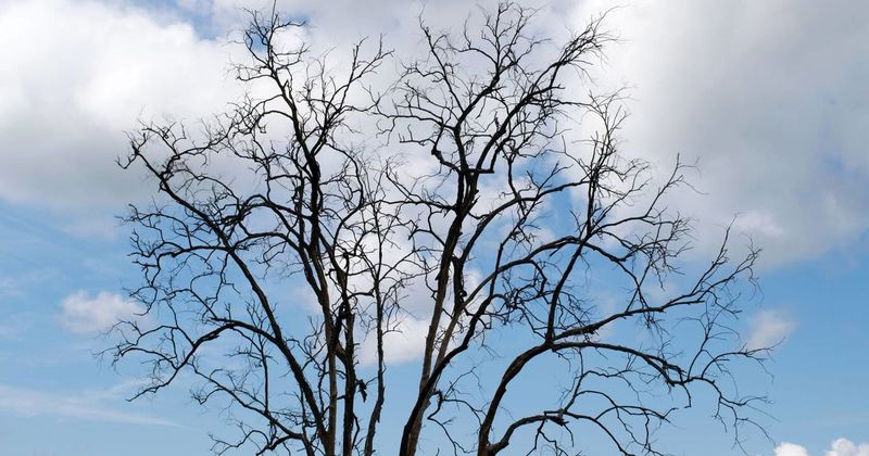 Lack Of Leaf Emergence After Several Weeks