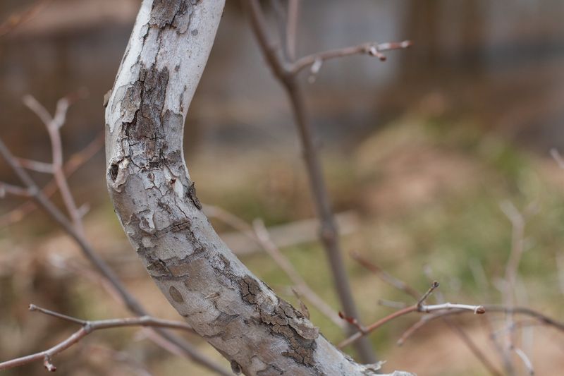 Broken Or Bent Branches From Snow And Ice