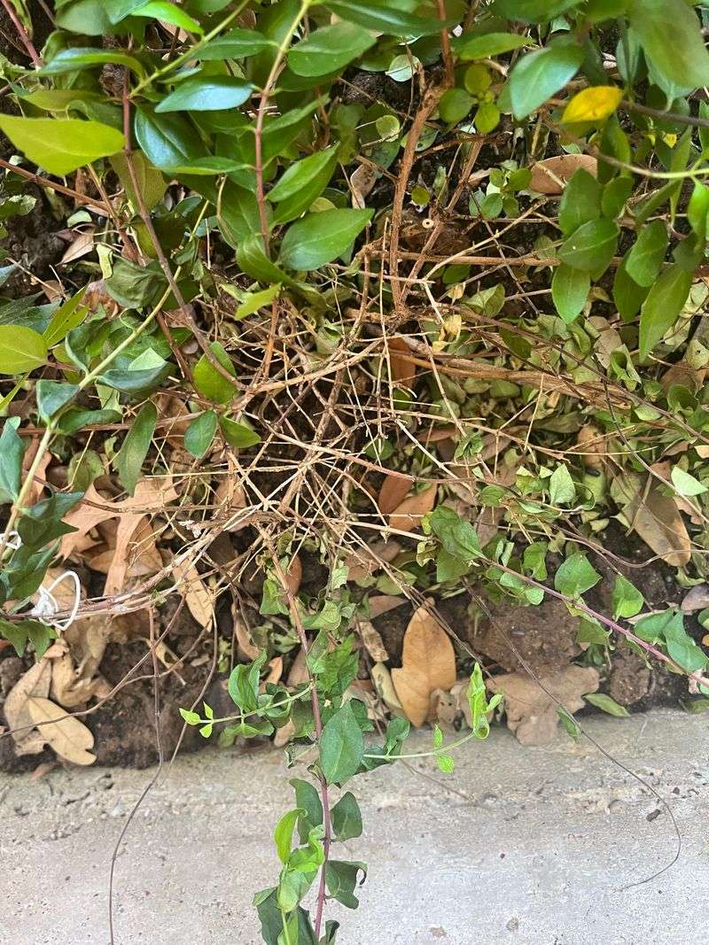 Abelia Often Shows Patchy Outer Growth Damage