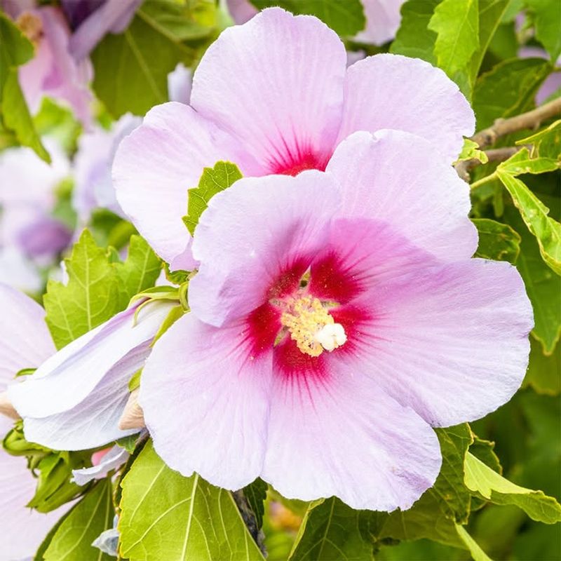 Rose Of Sharon (Hibiscus Syriacus)