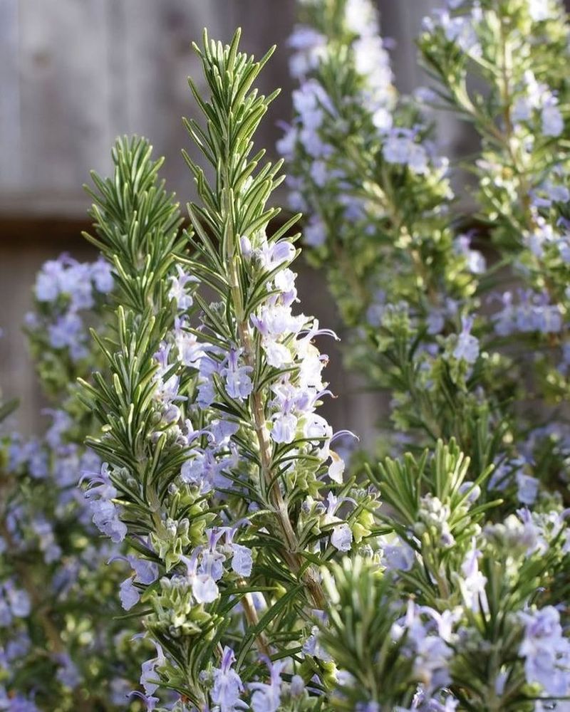 Rosemary (Salvia rosmarinus)