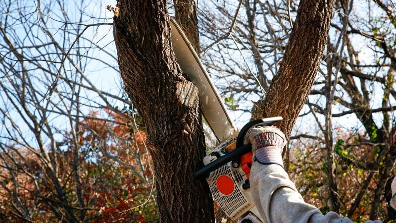 Oak Trees Should Be Pruned While Fully Dormant