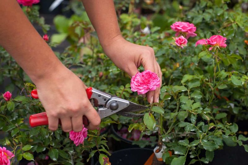 Roses Benefit From Early Spring Structural Pruning