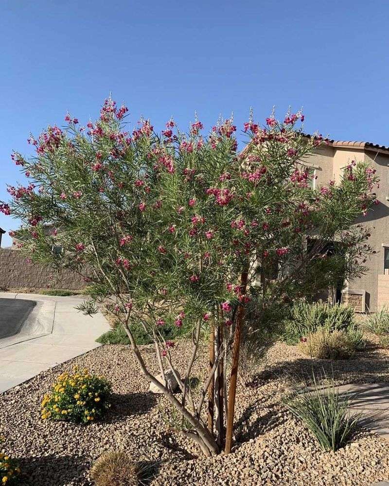 Desert Willow (Chilopsis linearis)