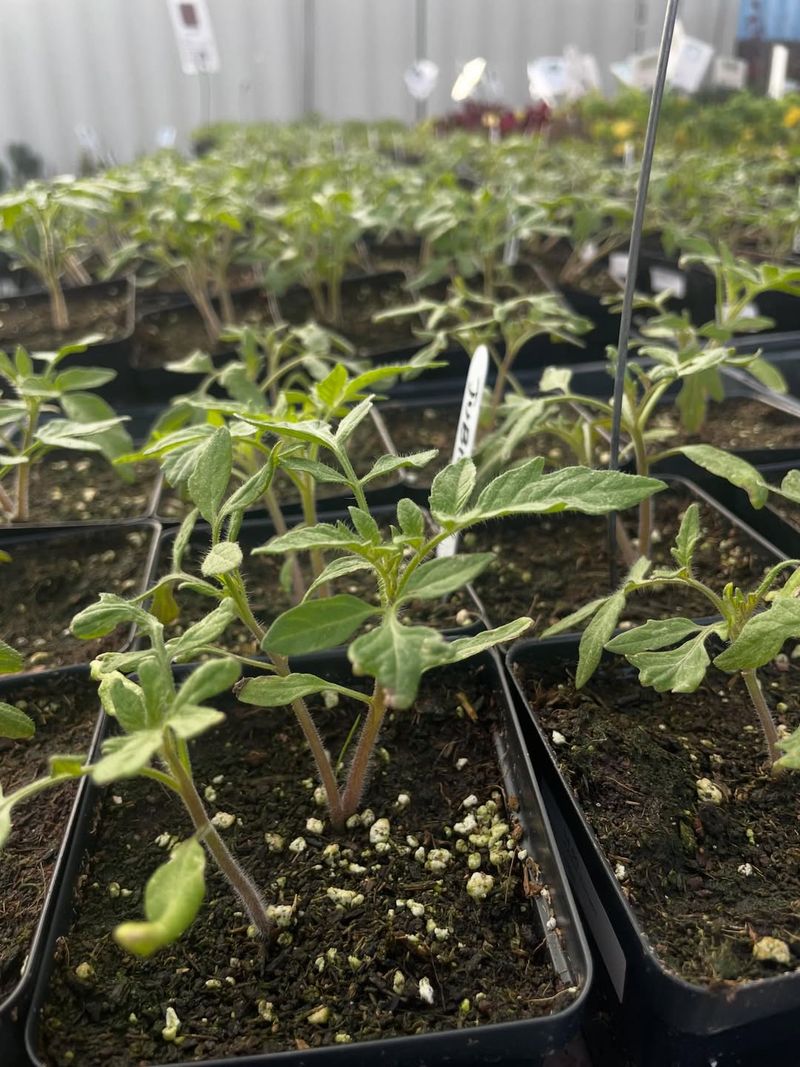 Start Seeds Indoors Based On Michigan Timing