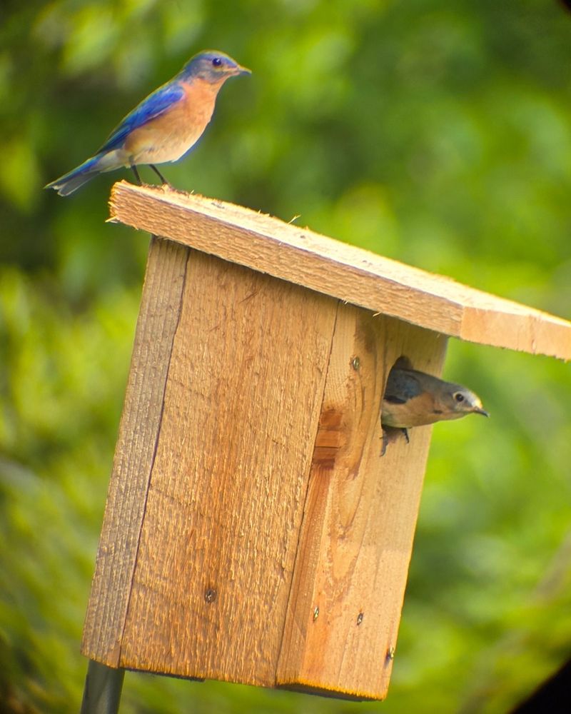 Add Nesting Boxes For Cavity Nesters