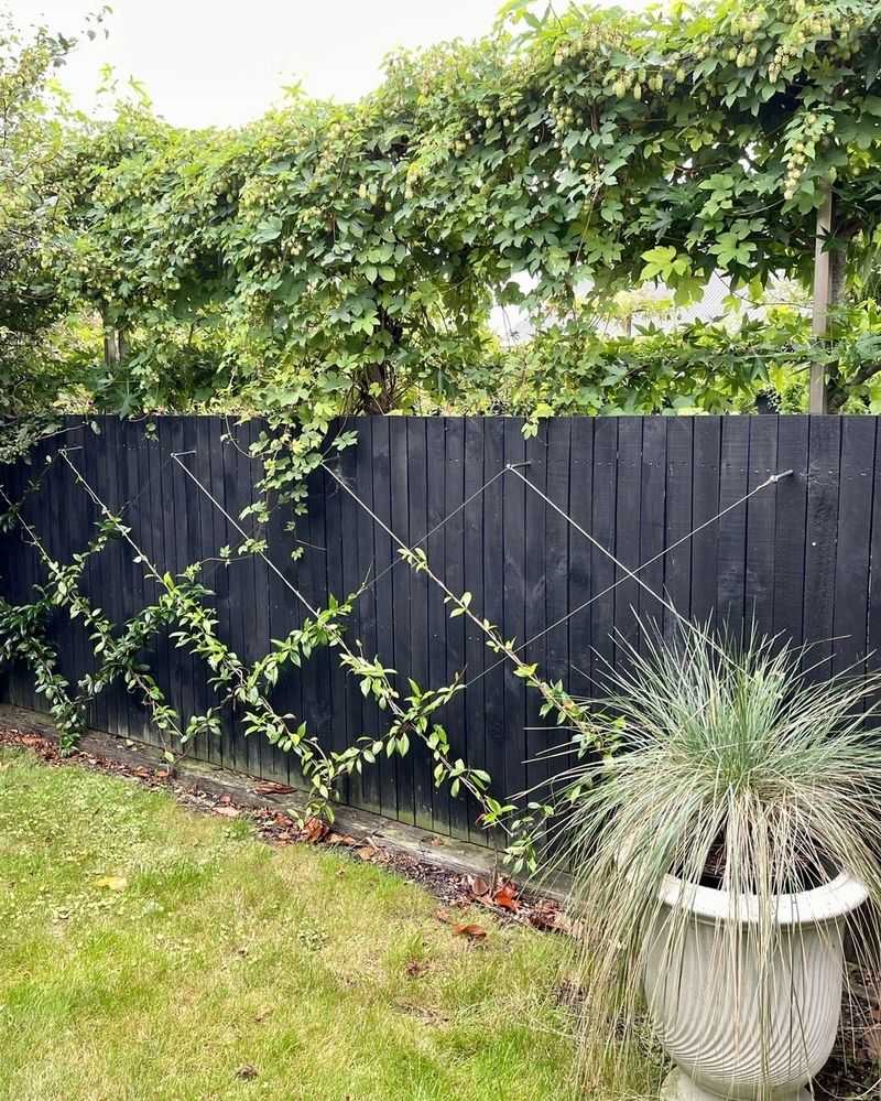 Install Living Fence Lines With Vines