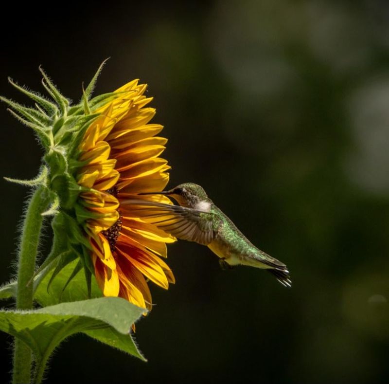 Grow Plants That Produce Natural Seeds