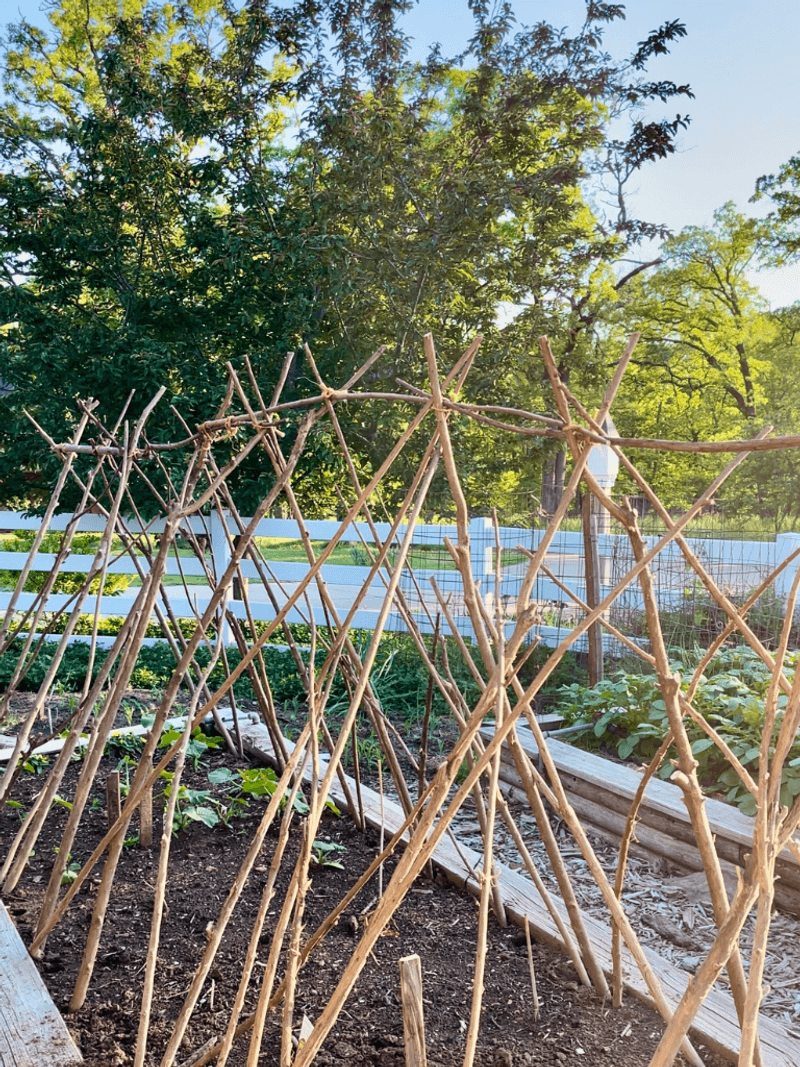 Build A Rustic Trellis For Spring Climbers