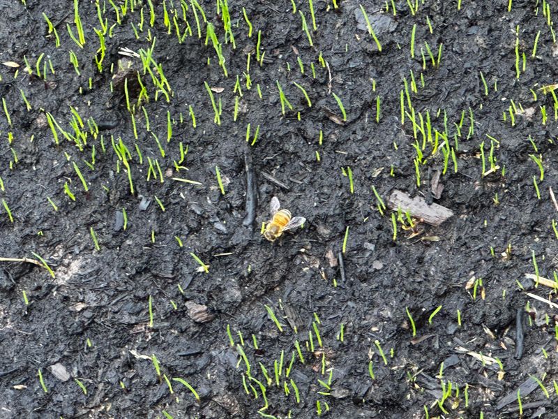 Maintain Healthy Soil And Mulch