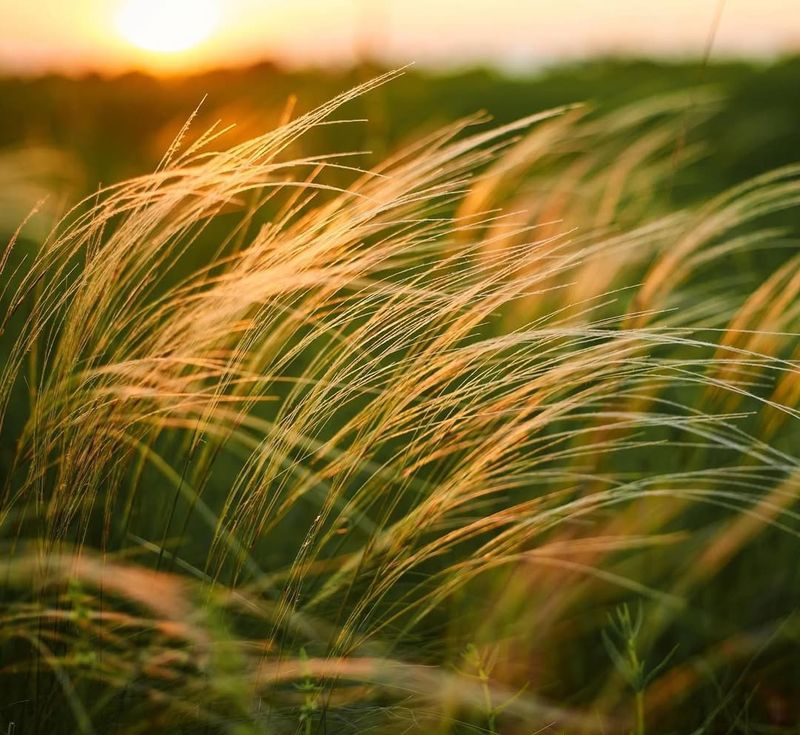 Add Movement With Grasses And Palms