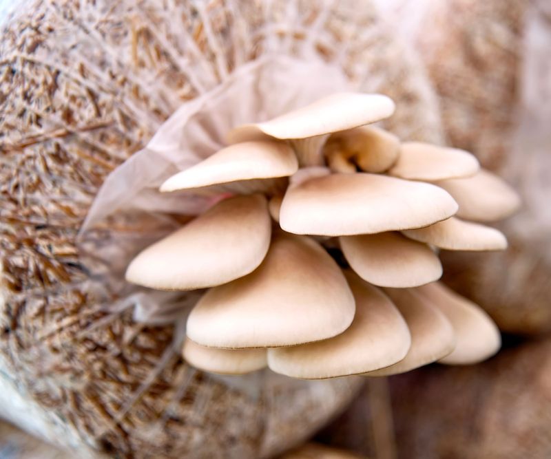 Master The Misting And Humidity Technique