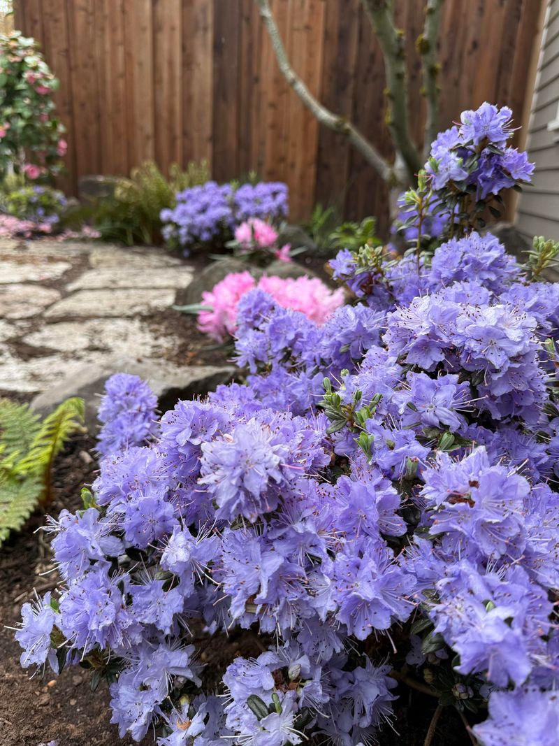 Pick Plant Styles And Hardscape Features