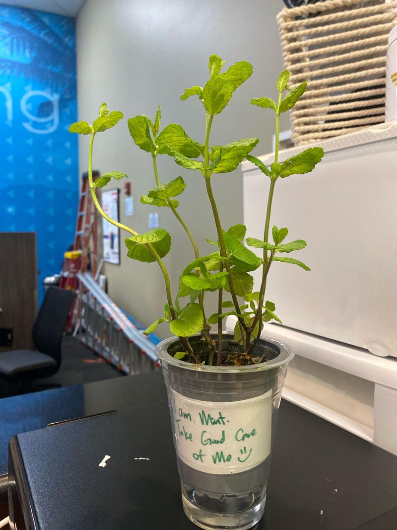 Finding The Sweet Spot For Sunlight And Watering Indoors