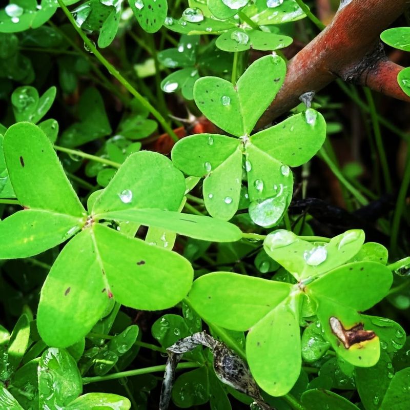 Oxalis (Wood Sorrel)